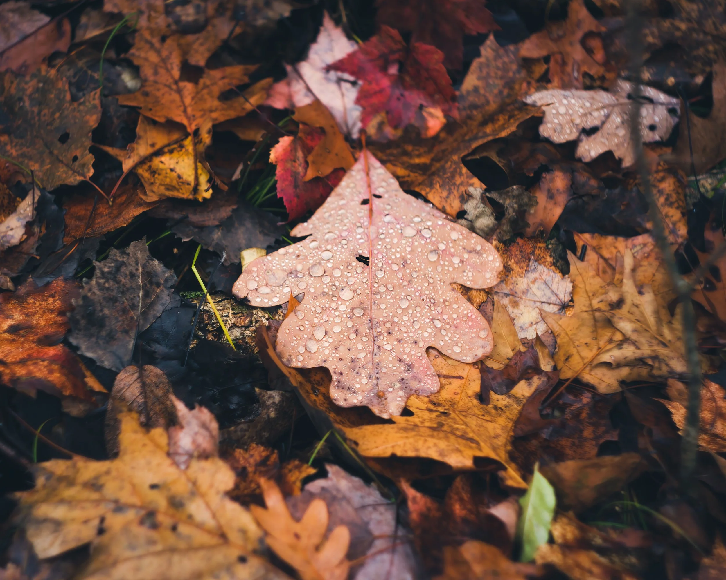Nature-Meditations_Photo-0630.jpg