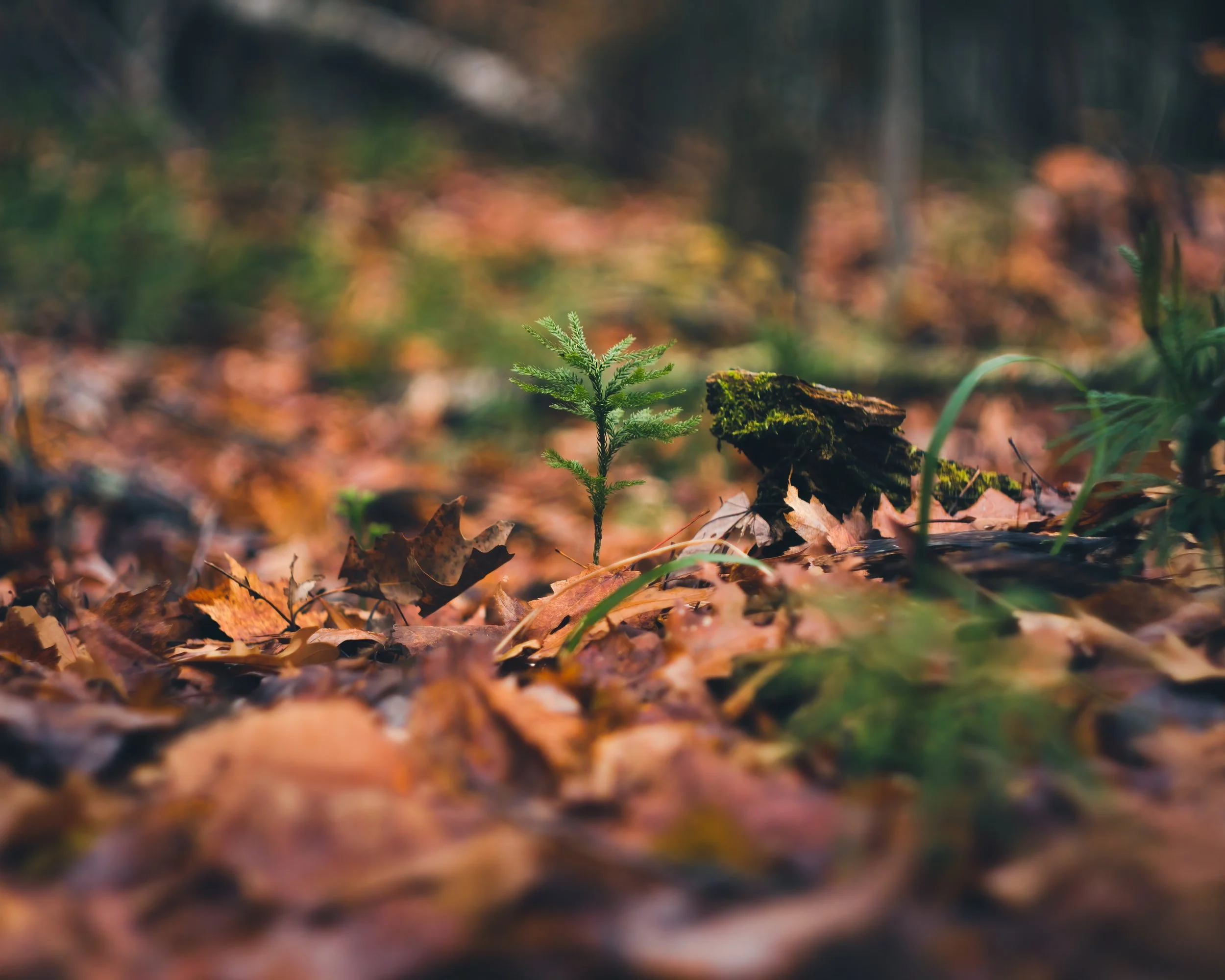 Nature-Meditations_Photo-0756.jpg
