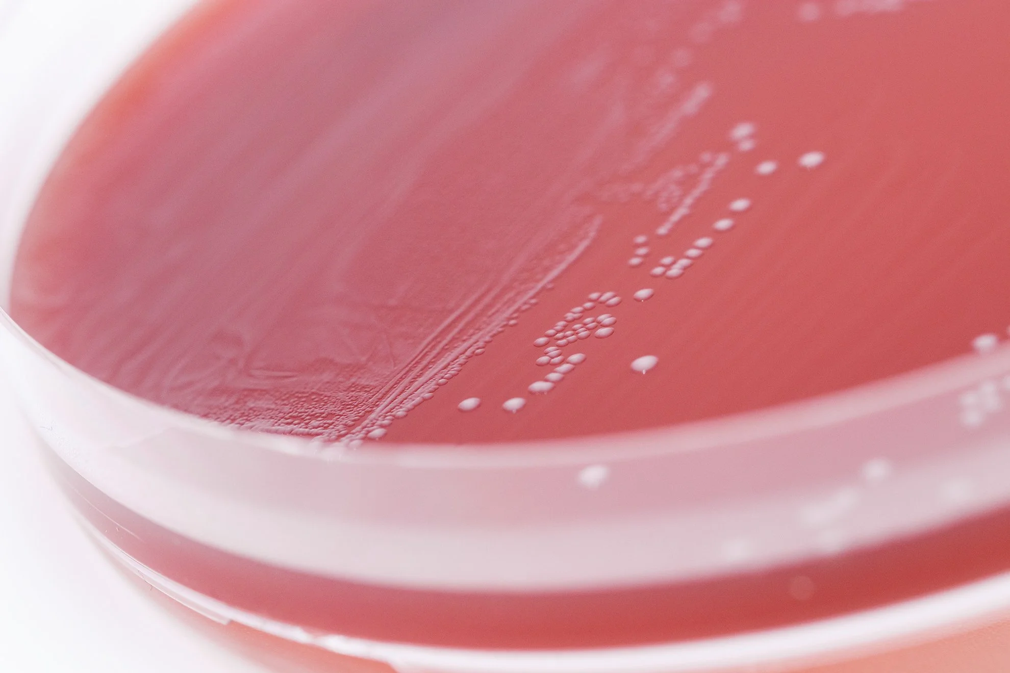 Microbiology-Growth-Plate-Red.jpg
