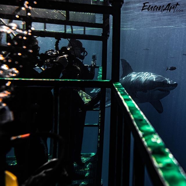 Struggling to find that perfect gift for that difficult to shop for person who has it all... what&rsquo;s a better gift than an experience of a lifetime. Come Great White shark diving with us! Link to our site where you can get tickets is in our bio.