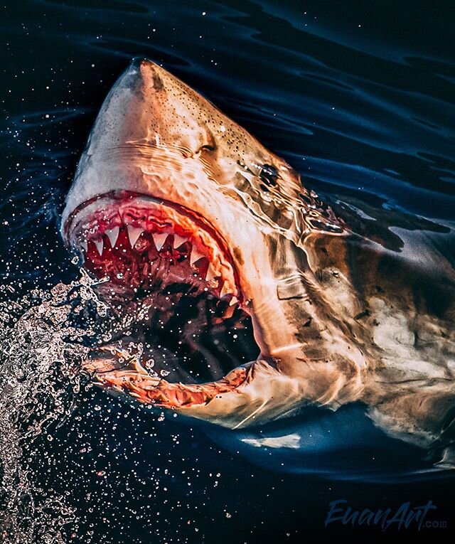 What you can expect to see on a good day at Guadalupe! Our toothy friends! :) photo by @euanart