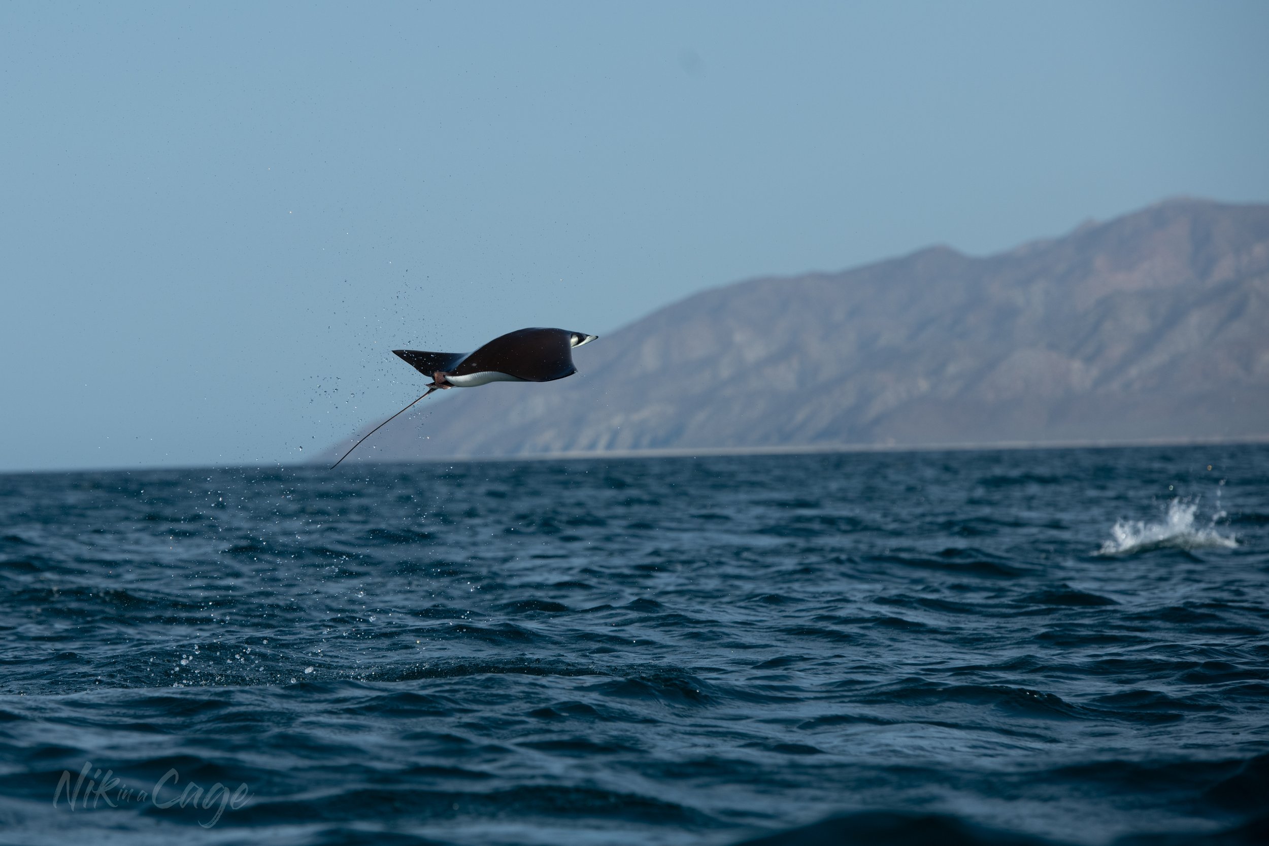 FlyingManta-3205.jpg