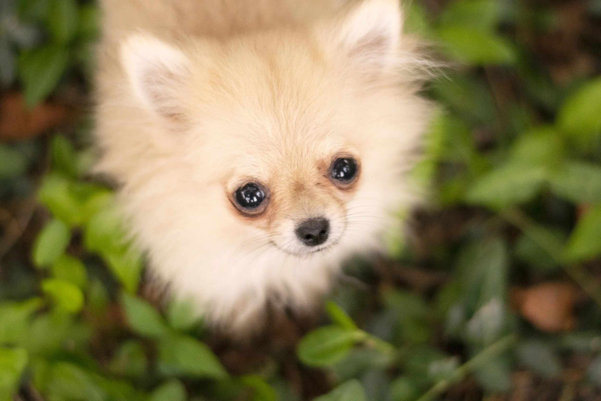 parti pomeranian