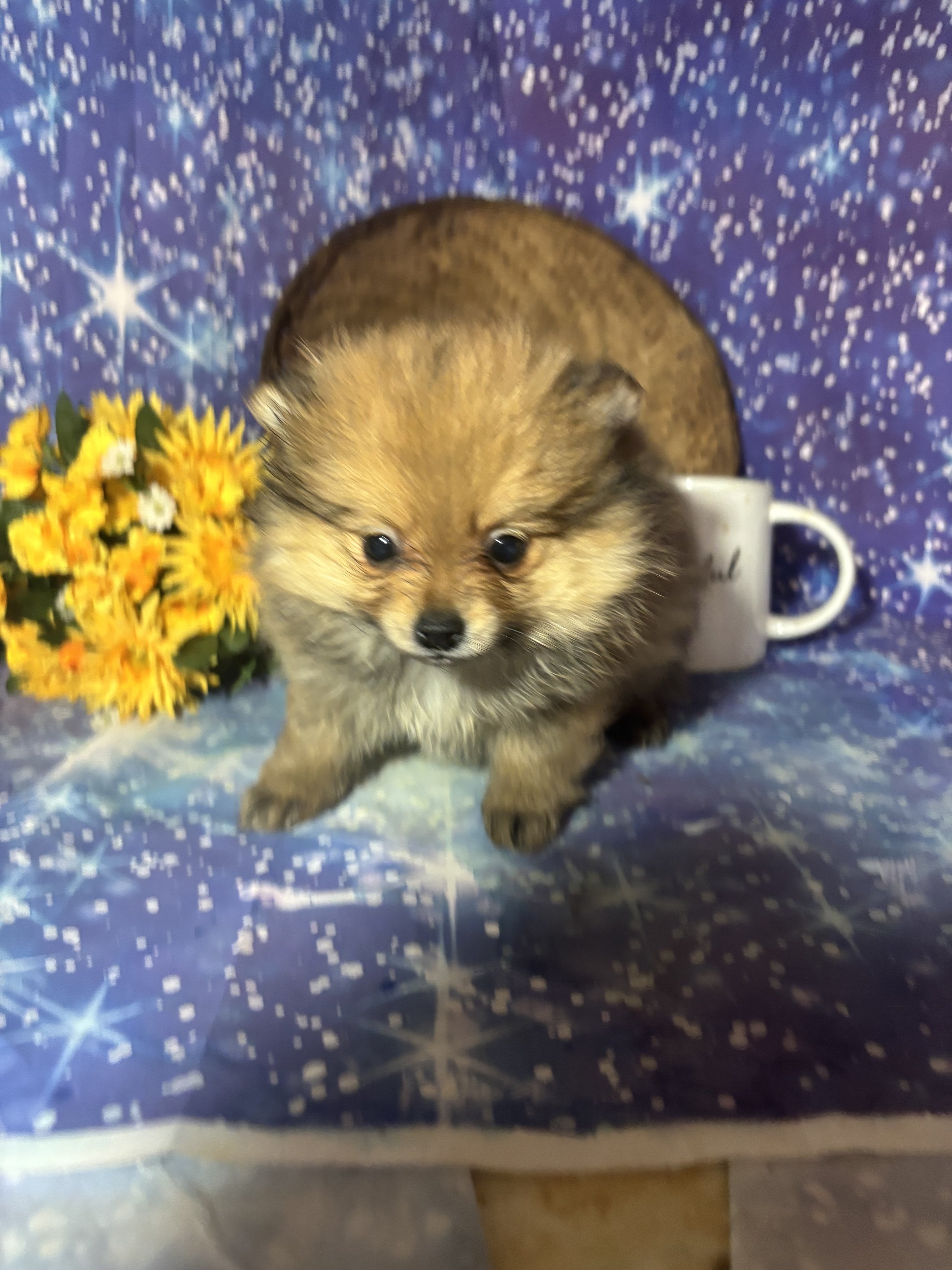 IMG_0851.jpeg