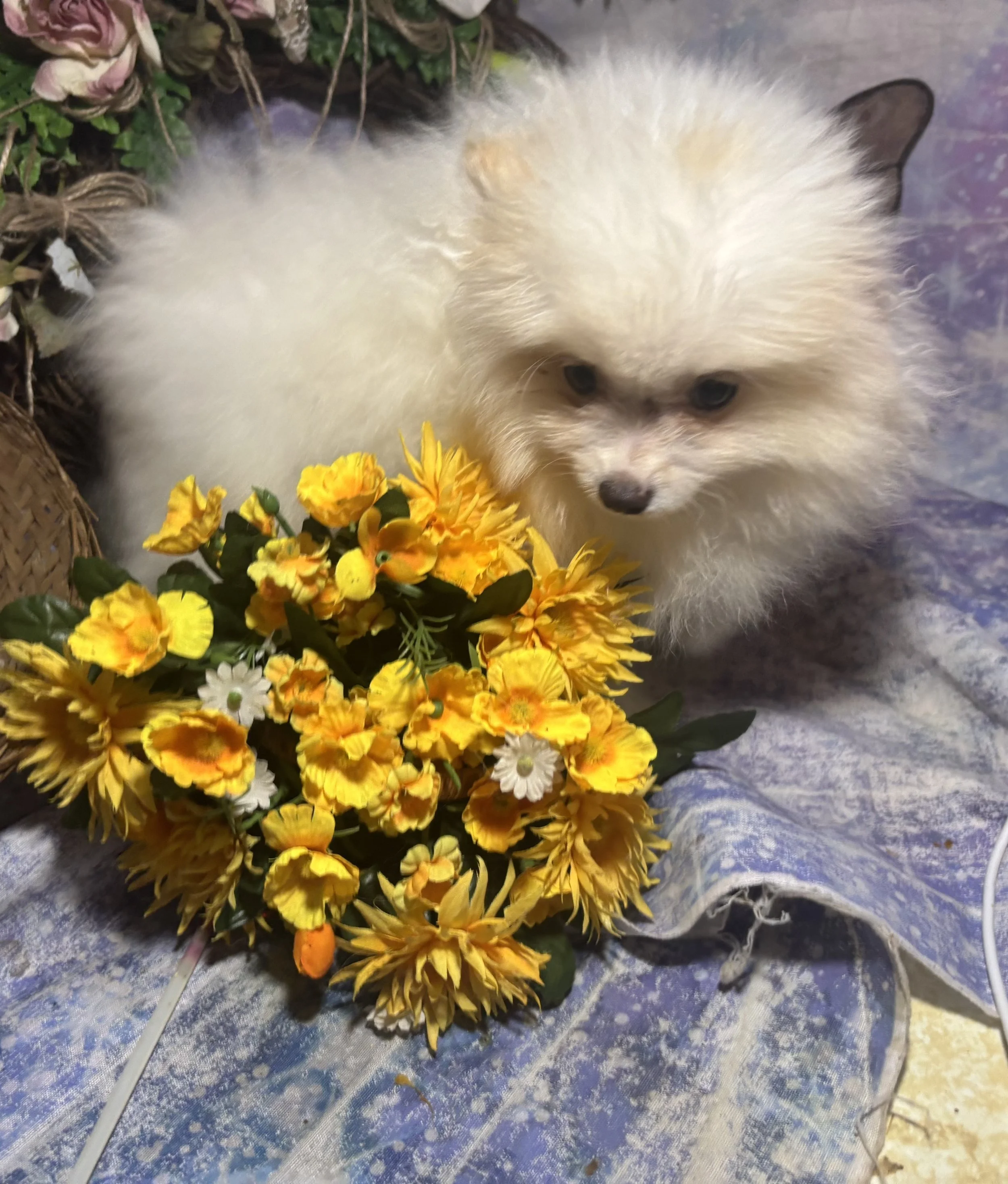 IMG_3126.jpeg