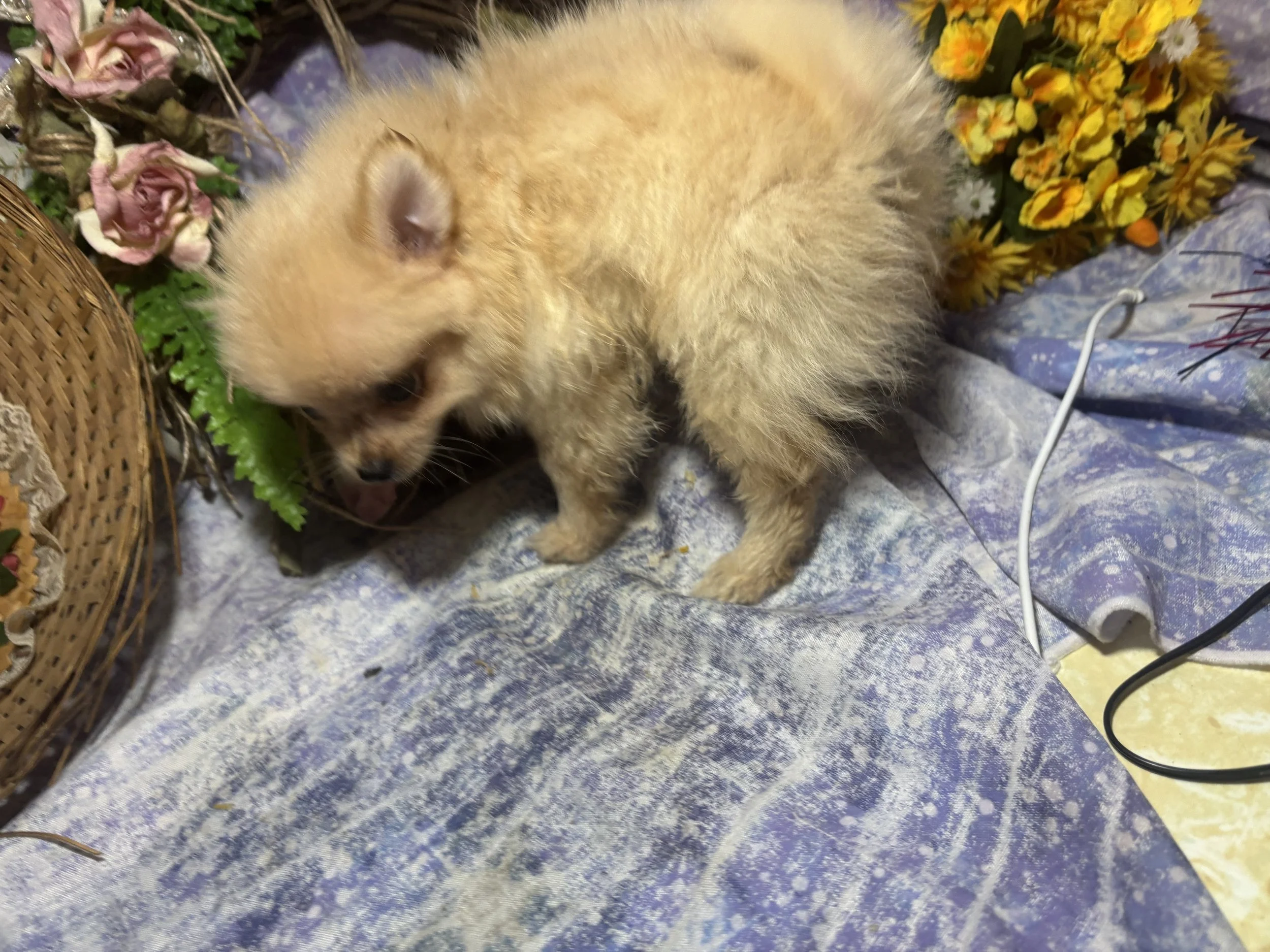 IMG_3105.jpeg