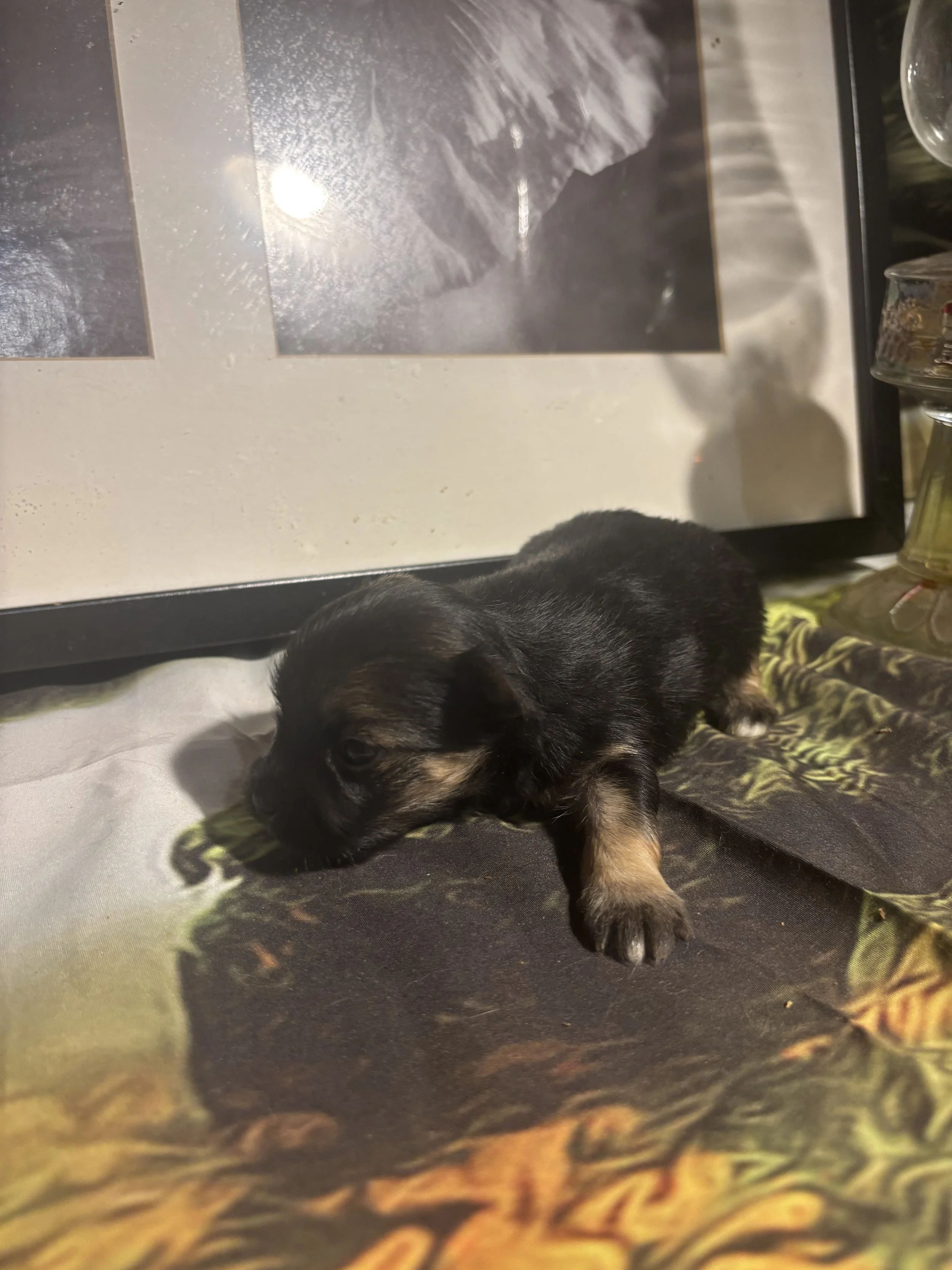 IMG_3188.jpeg