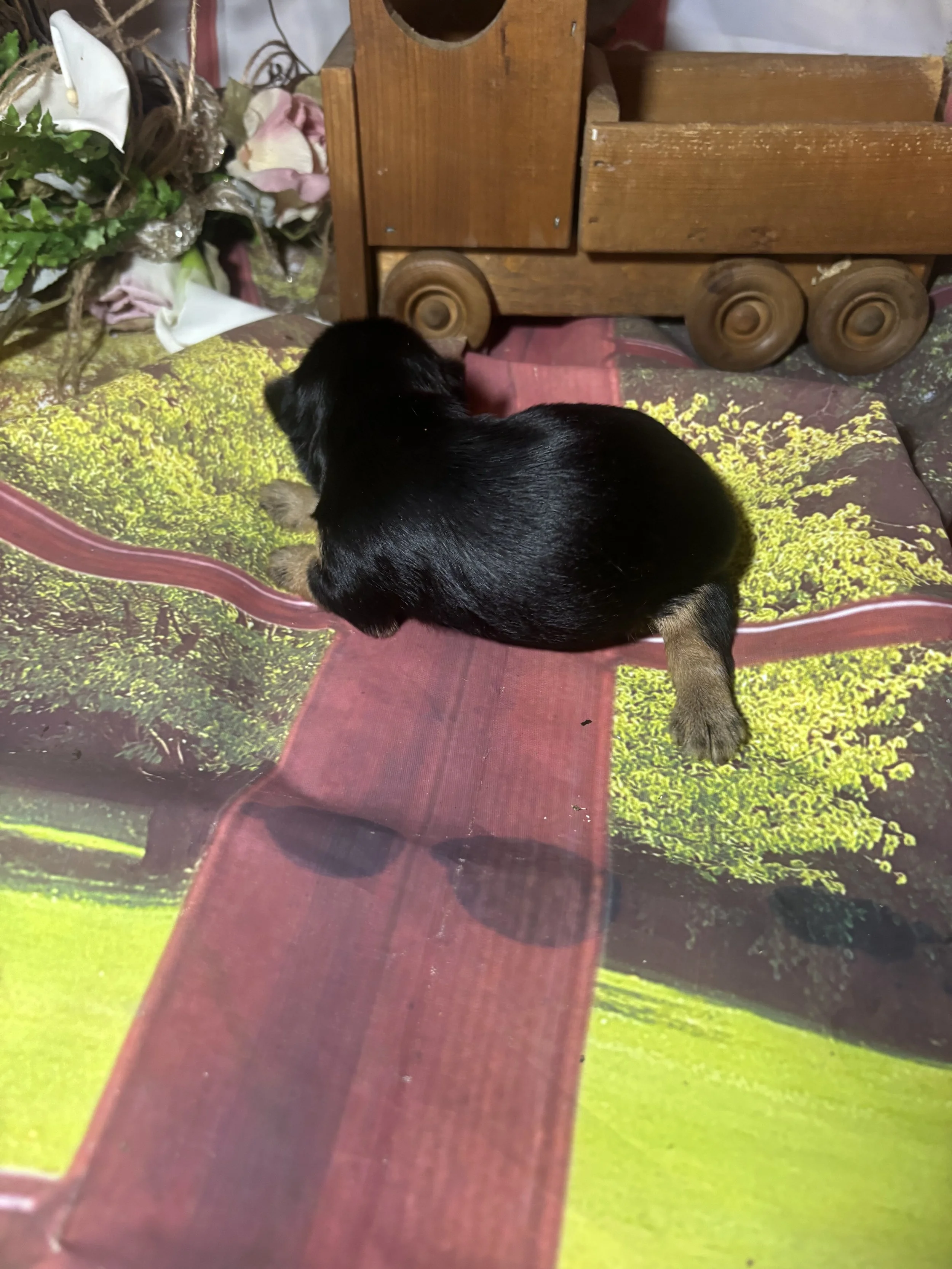 IMG_3692.jpeg