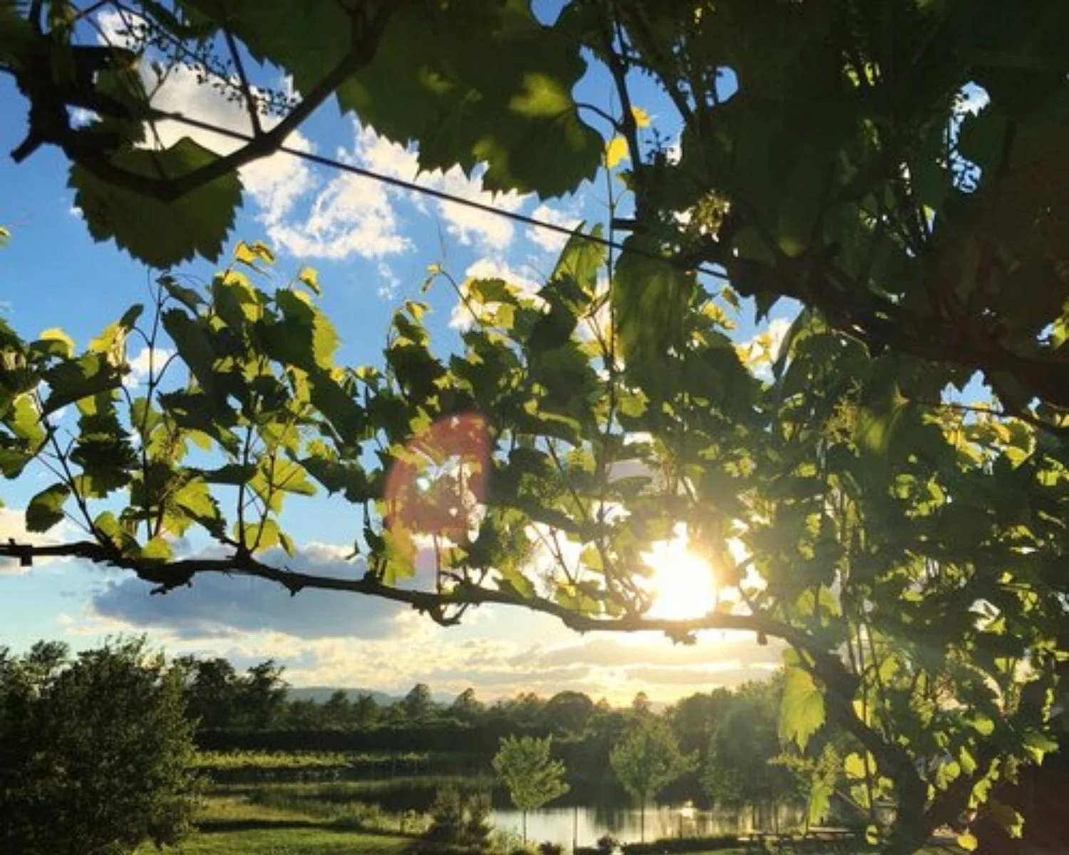 Lincoln-Peak-Vineyard-Sunshine-Through-Vines.jpg