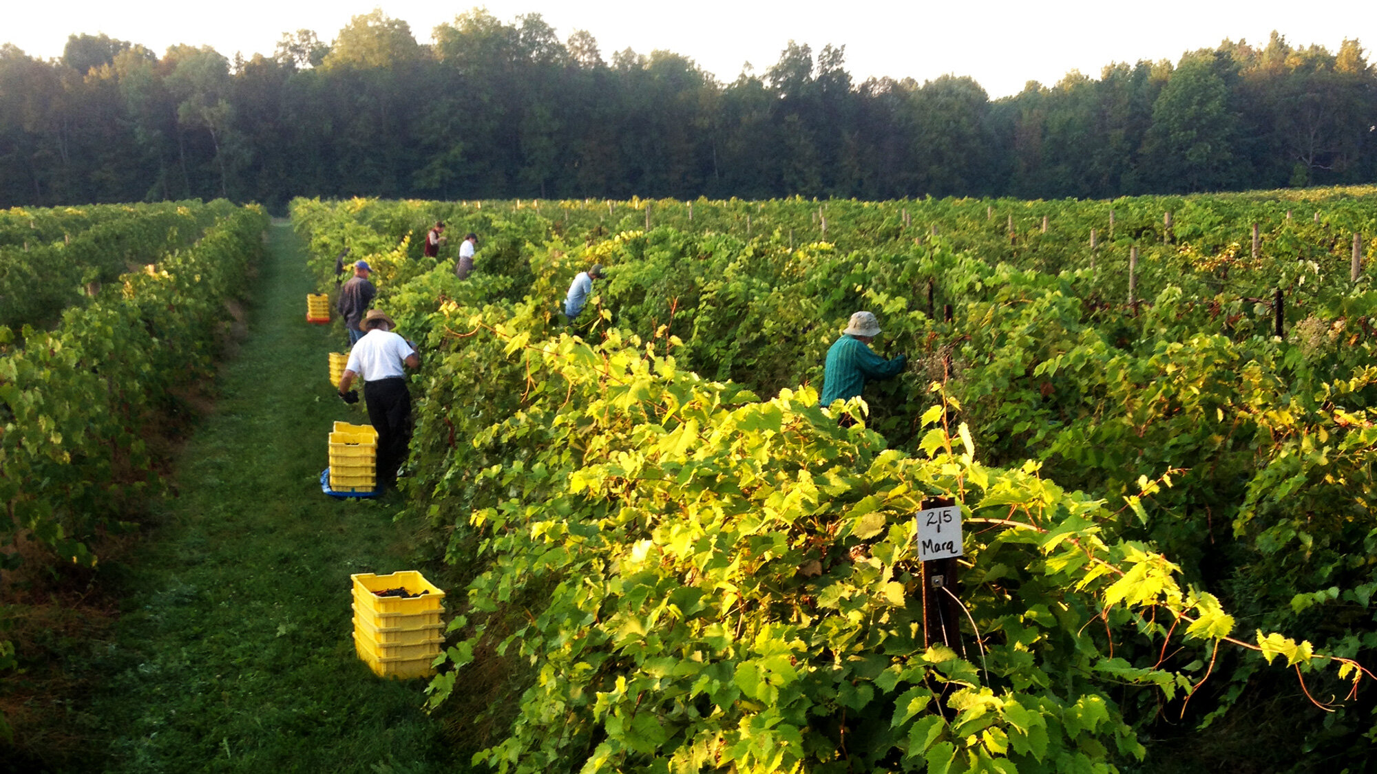 Lincoln-Peak-Vineyard-Marquette-early-picking-16x9.jpg