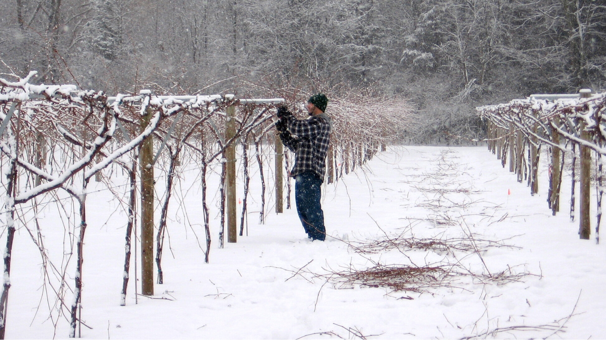 Lincoln-Peak-Vineyard-snowy-pruning-16x9.jpg
