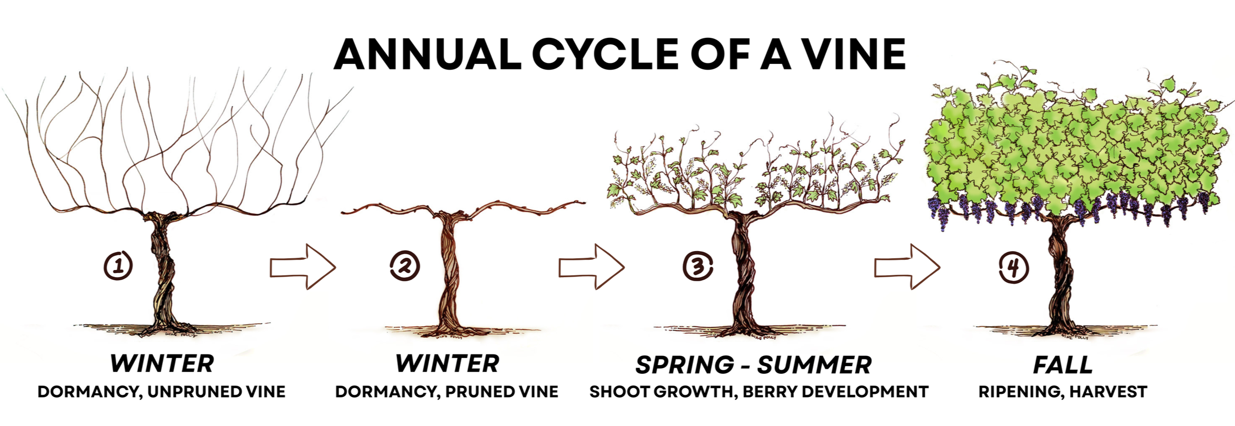 Image depicting the life cycle of a grape vine throughout the seasons from winter (pruning) to fall (harvest)