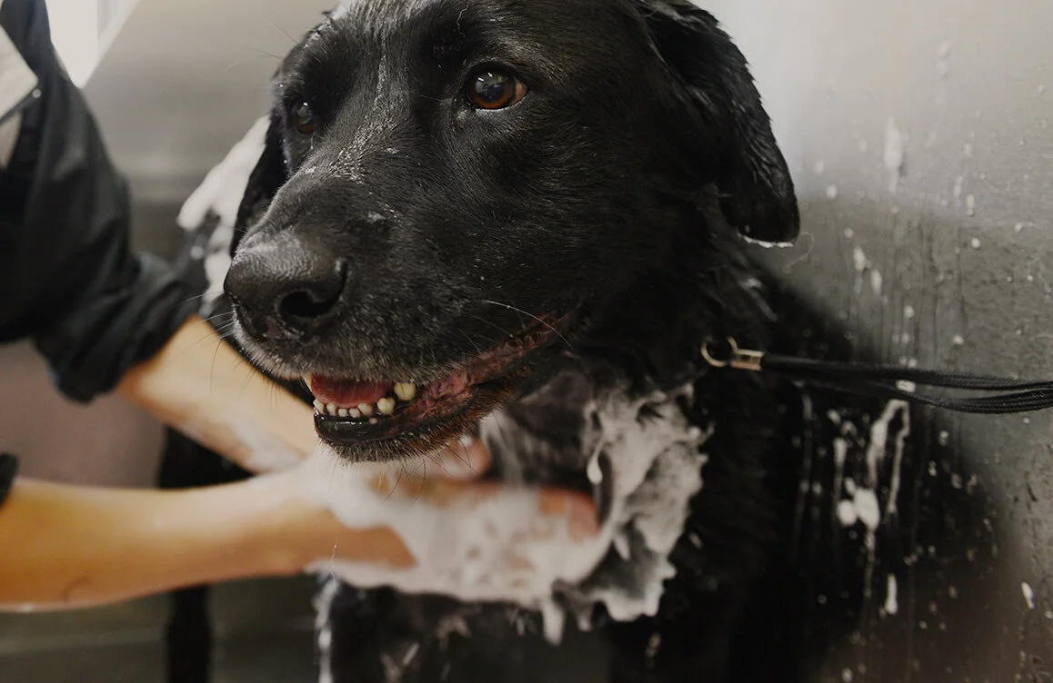 Groomers — CLARK CAGES