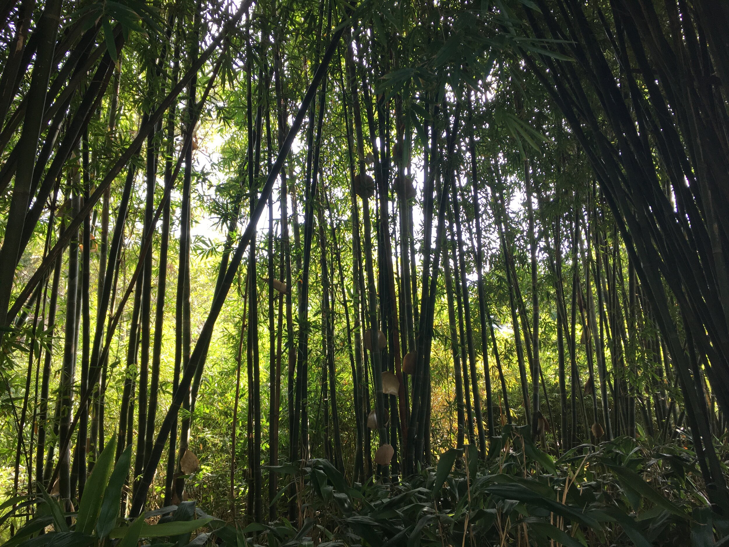 URG_bamboo screen.JPG