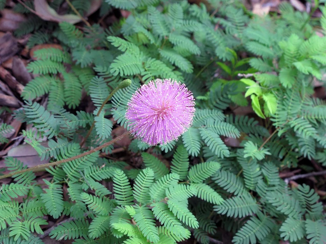 mimosa_strigillosa_ScottZona-CCBY-NC2.0.jpg