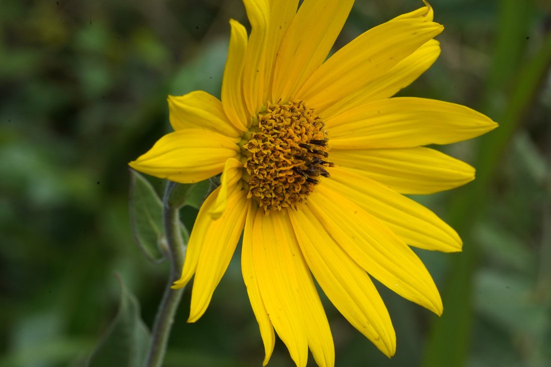 helianthus-mollis-6-cc_orig.jpg