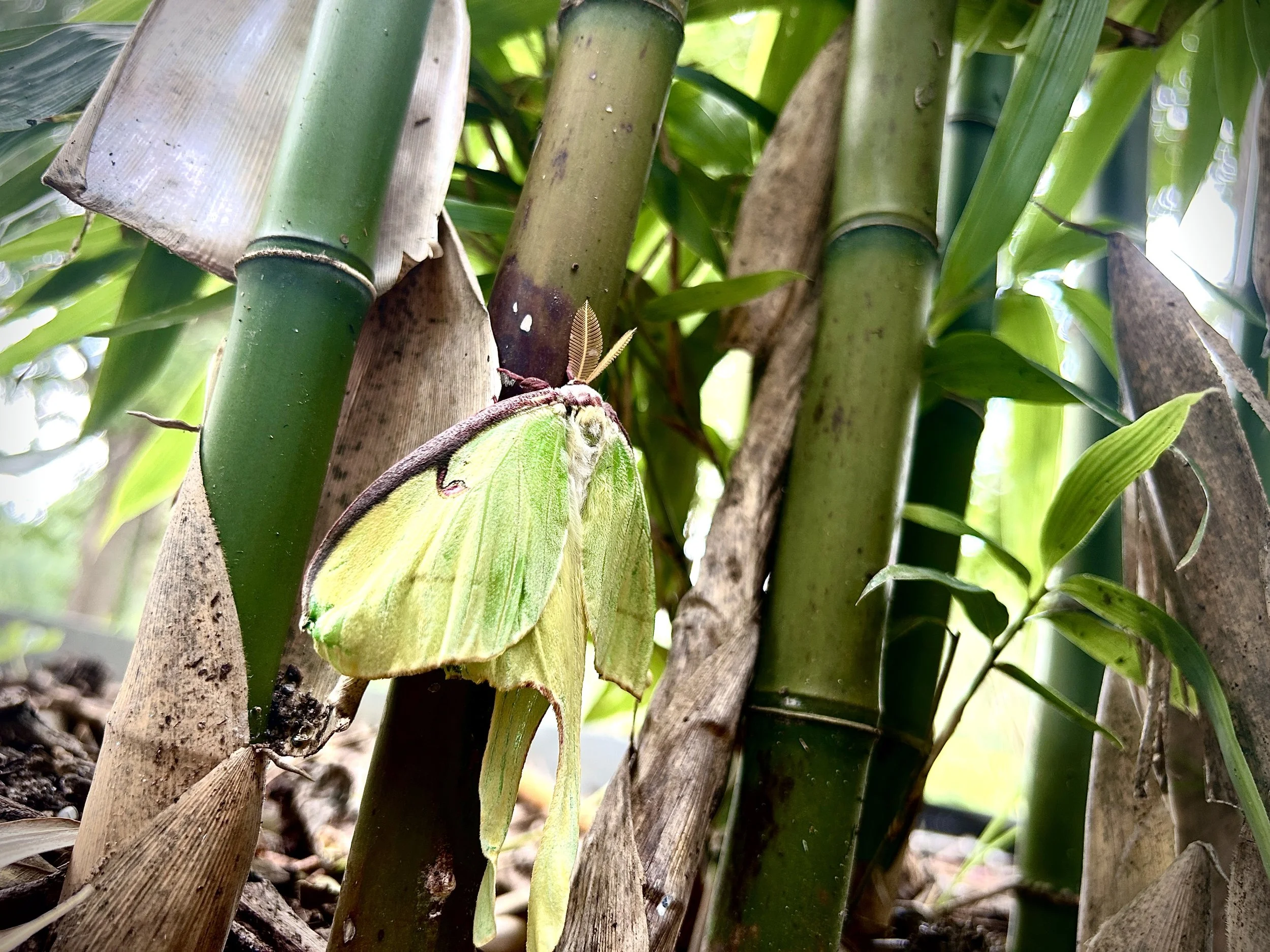 Semiarundinaria fastuosa - Temple 2.jpg
