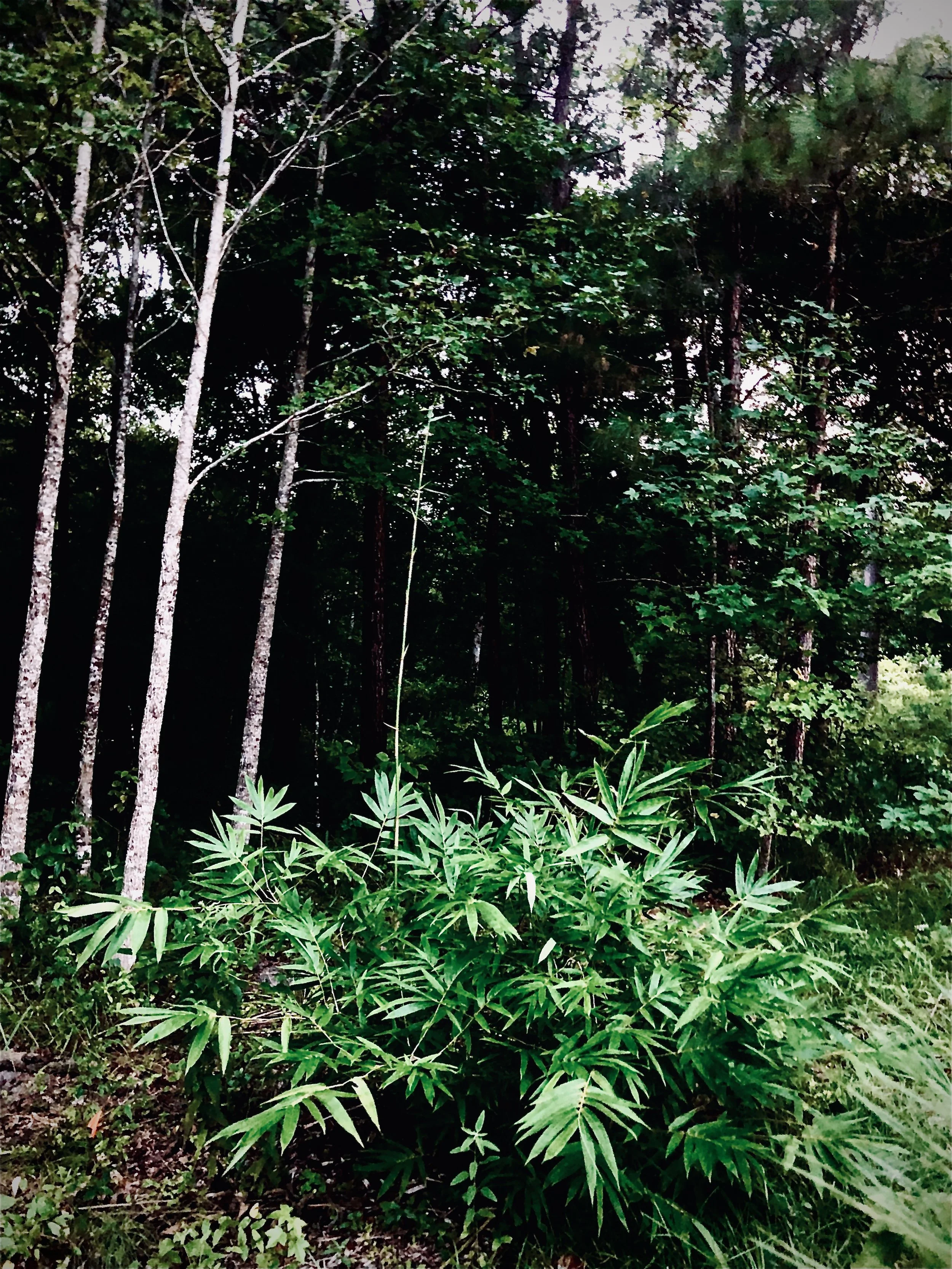 URG_Hilleetla-Bamboo.jpg