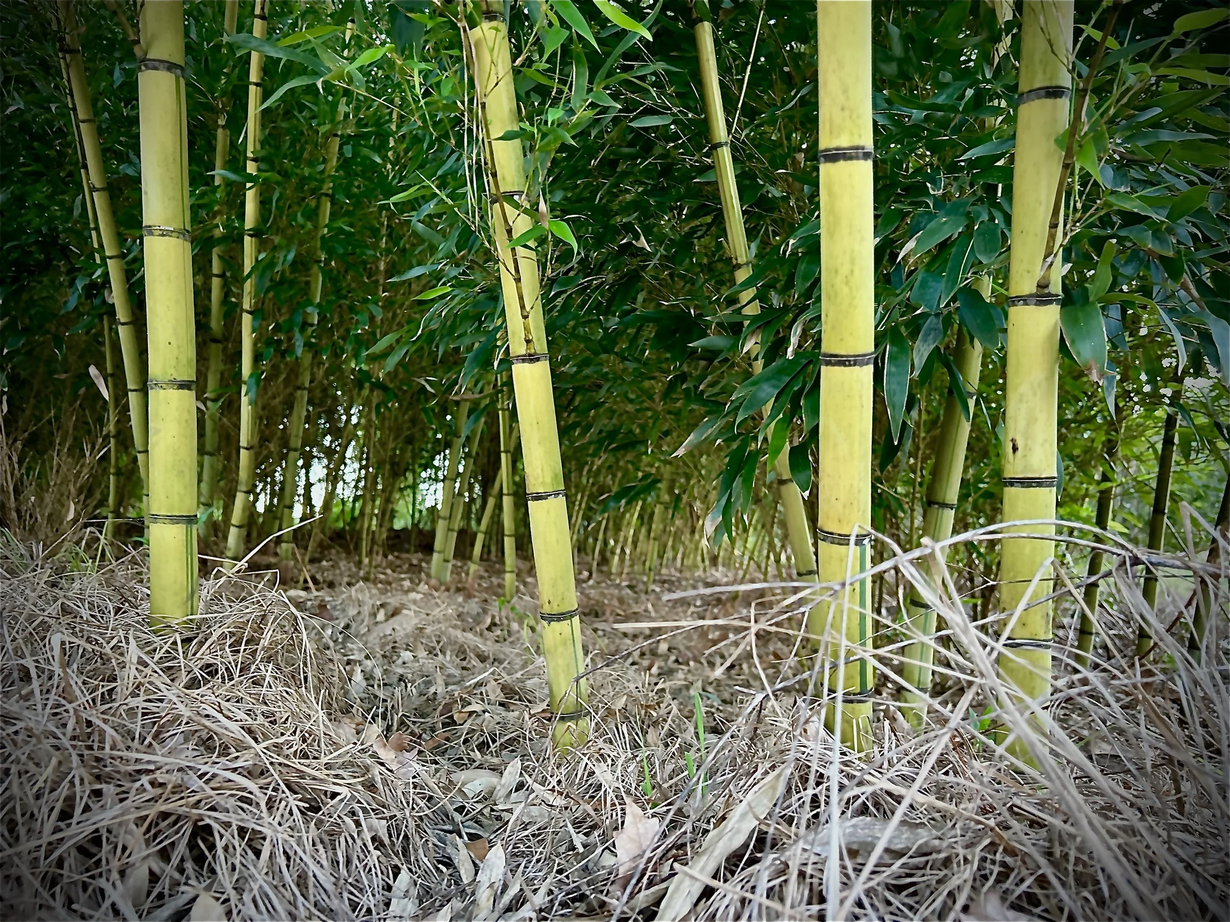 URG_Hilleetla_Robert Young Bamboo.jpeg