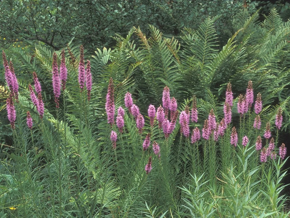 liatris-pycnostachya-ha-dlong.jpg