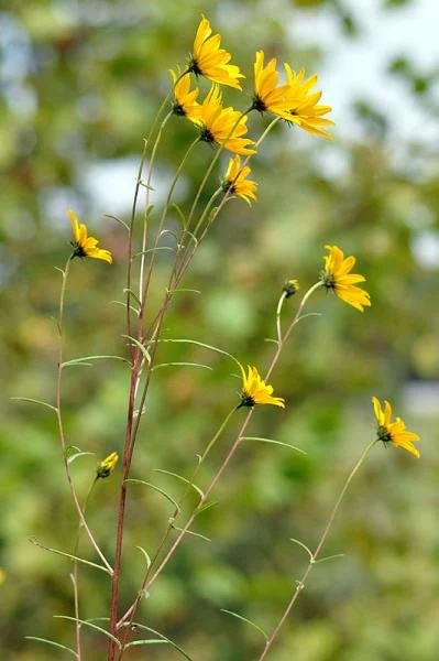swamp sunflower-2.jpeg