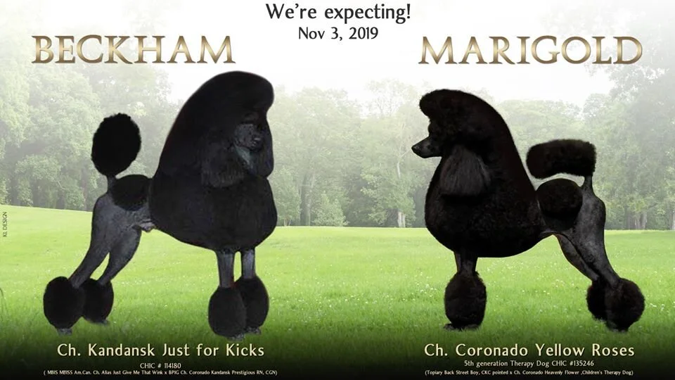 standard poodle health testing