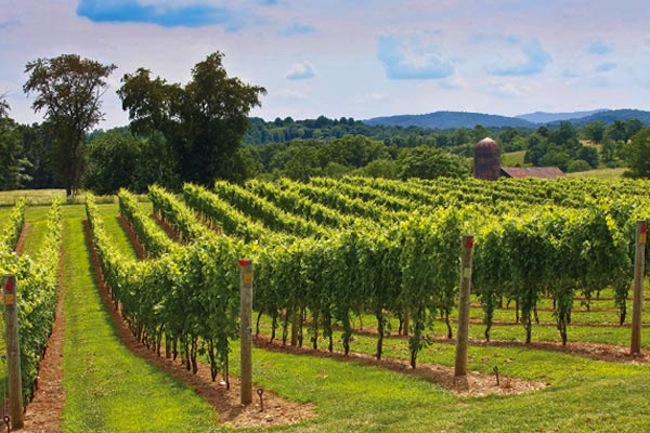 virginia-wine-country-vineyard
