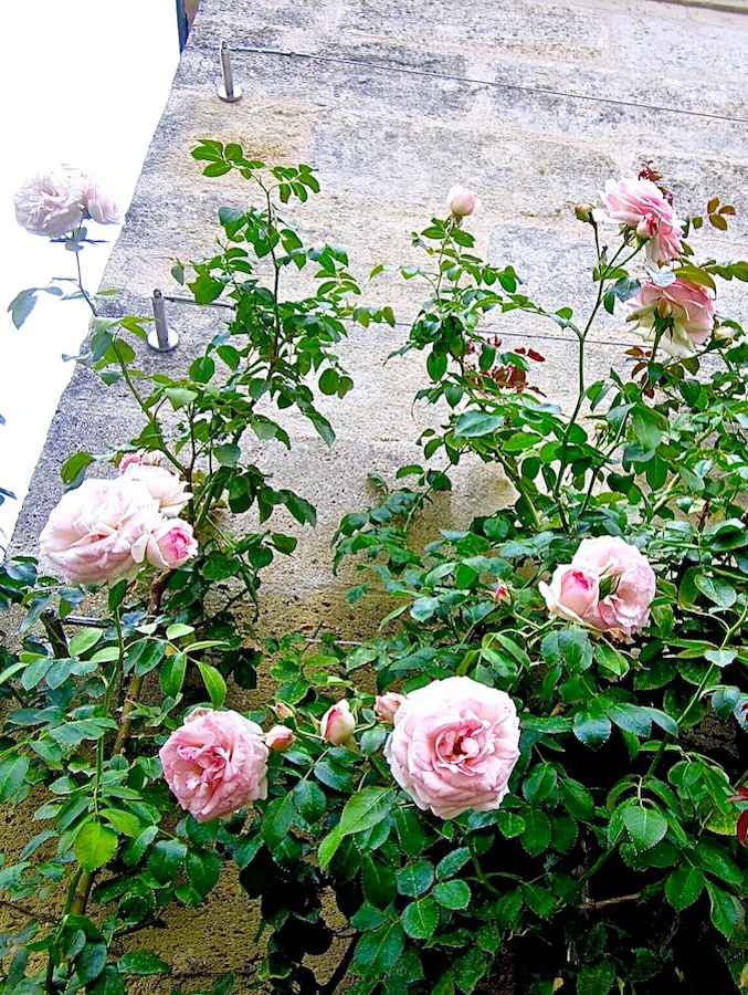 chateau-cheval-blanc-climbing-roses