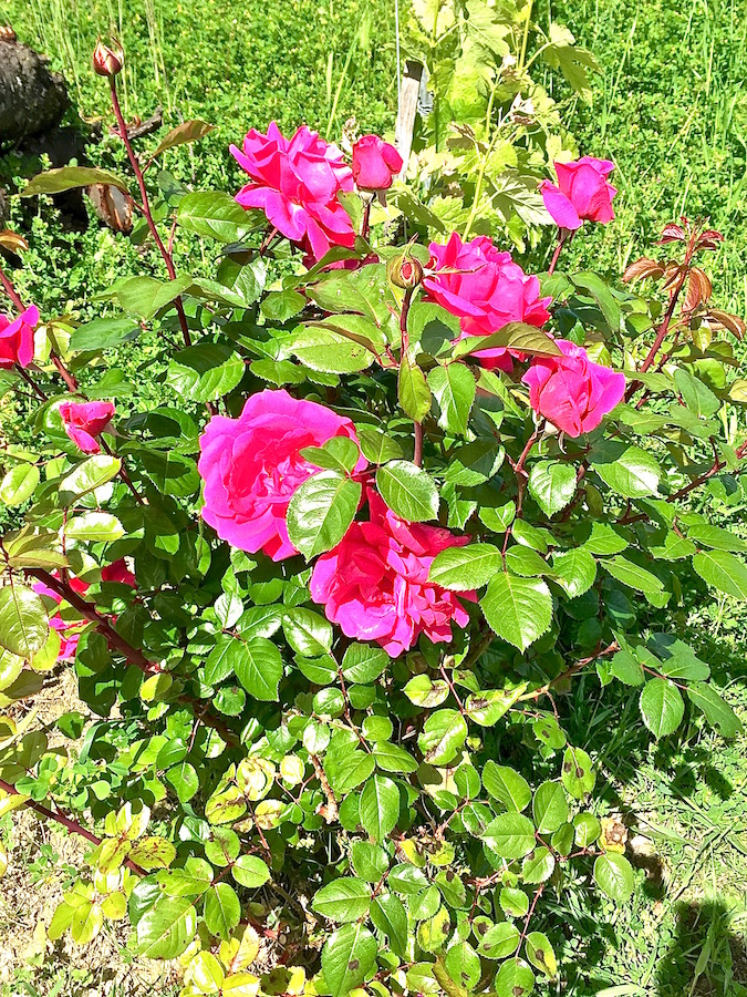 la-pitchoune-colline-pink-rose-bush