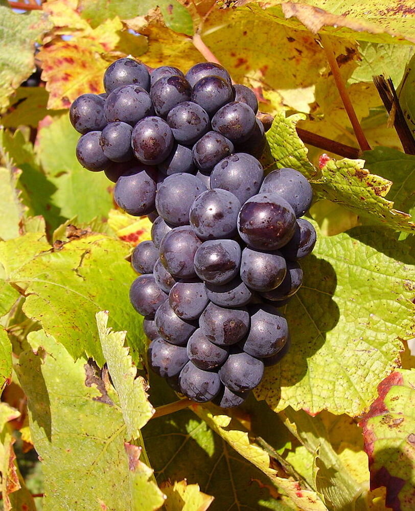 RED-WINE-101-PINOT-NOIR-GRAPES.jpg