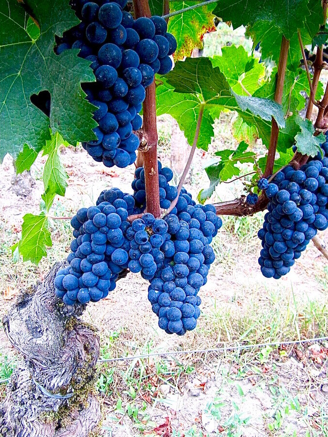 chateau-cheval-blanc-merlot-grape-clusters.jpg