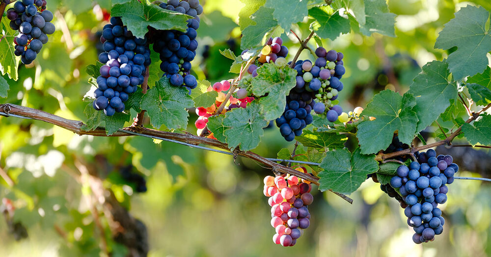 PINOT NOIR GRAPES