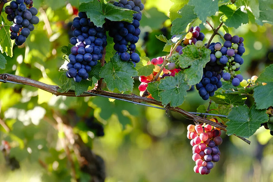 Wine Word of the Week: Grape Clone