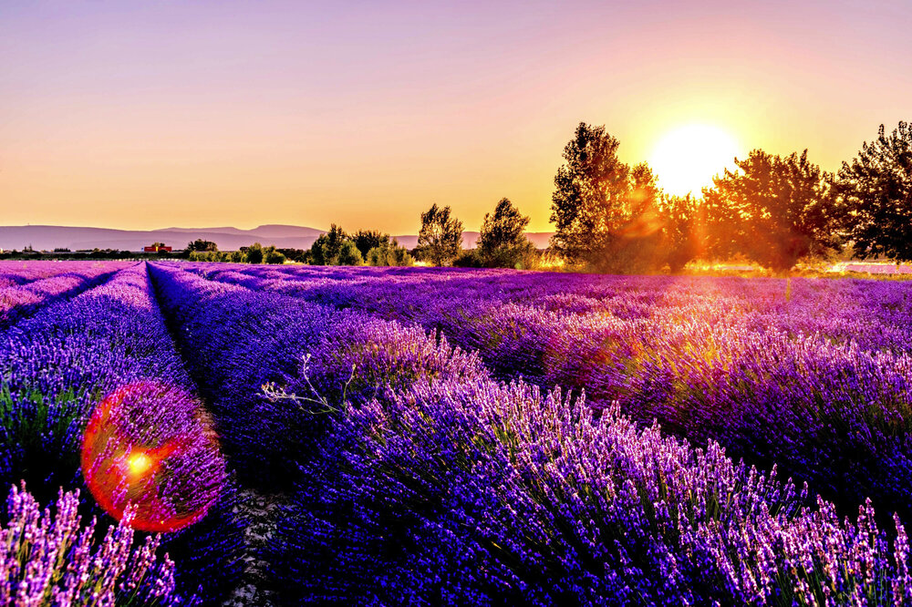 LAVENDER+FIELD.jpg