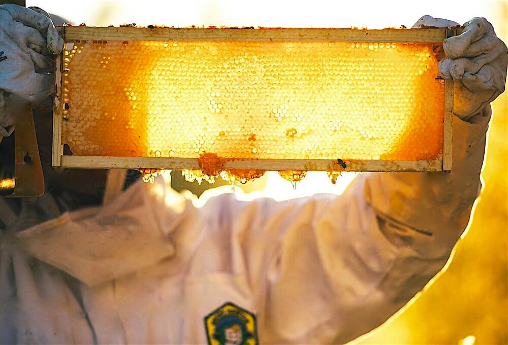 HONEYCOMB+SUN.jpg