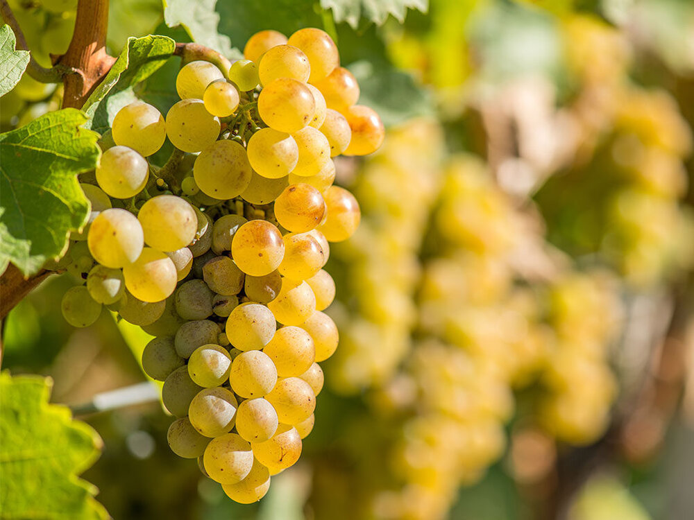 WHITE WINE 101 RIESLING GRAPES