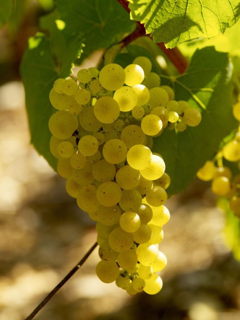 WHITE-WINE-101-CHARDONNAY-GRAPES-BURGUNDY-769x1024.jpg