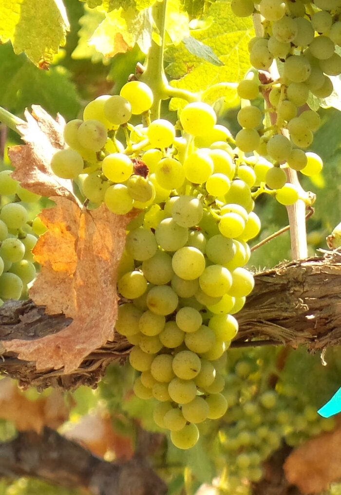 WHITE-WINE-101-VIOGNIER-GRAPES.jpg