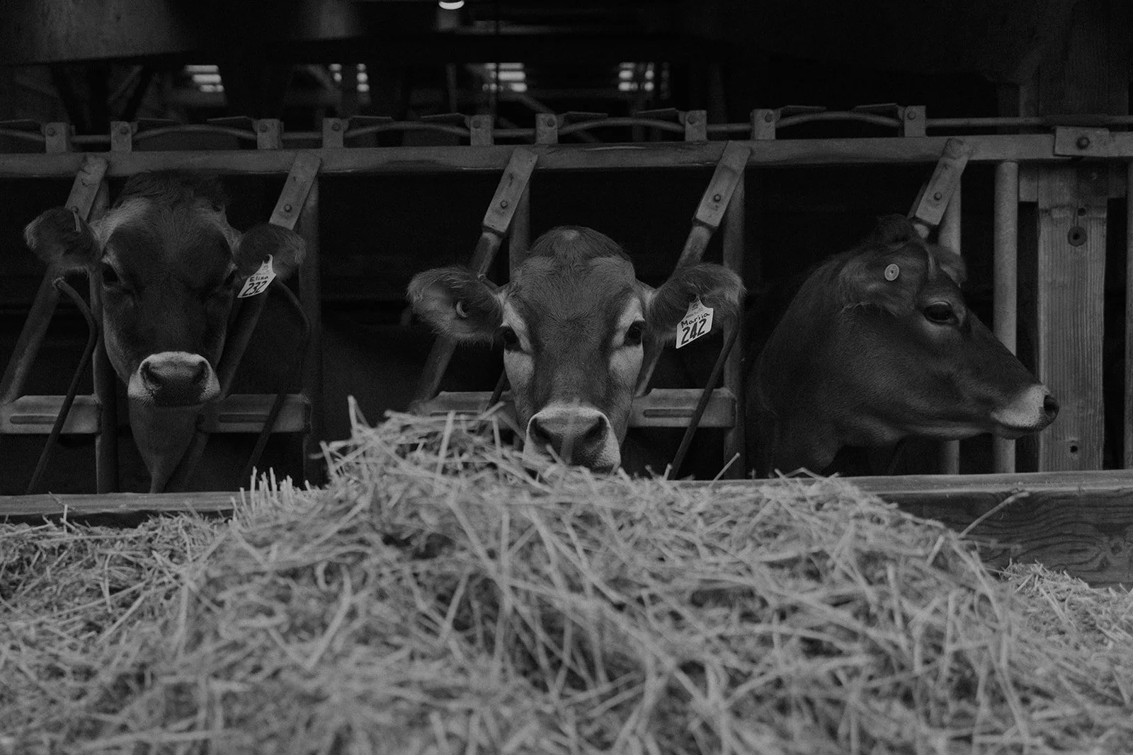 Dungeness Valley Nursery 222.jpg