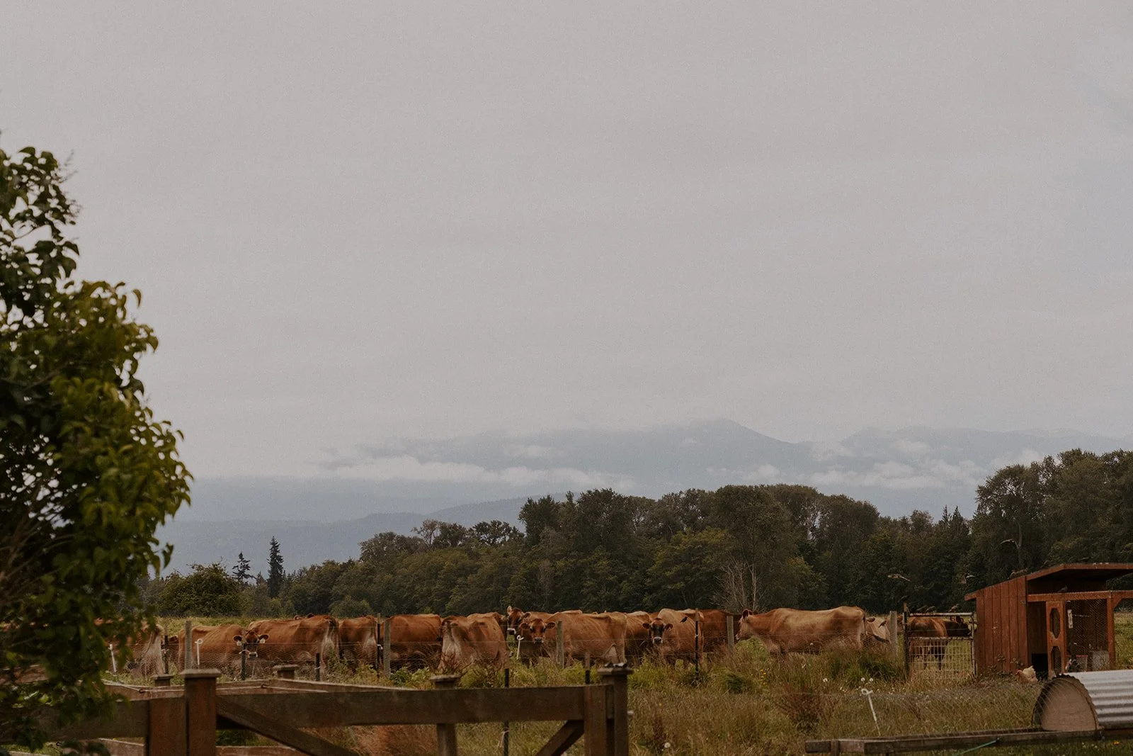 Dungeness Valley Nursery 239.jpg