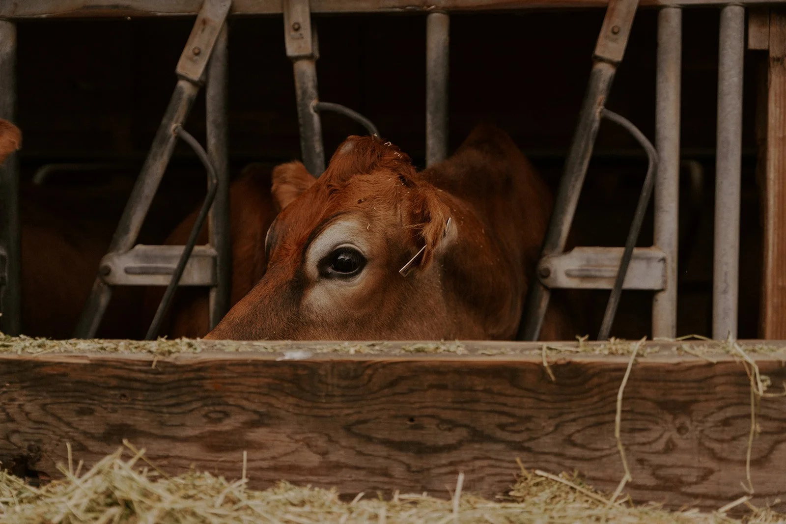 Dungeness Valley Nursery 242.jpg