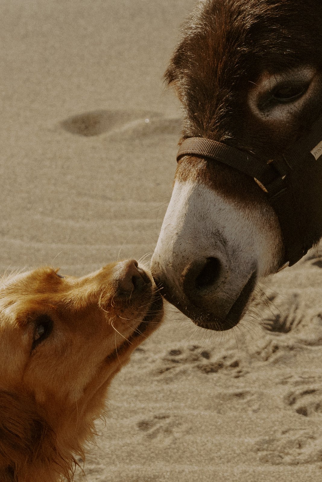 Donkey Hike_-116.jpg