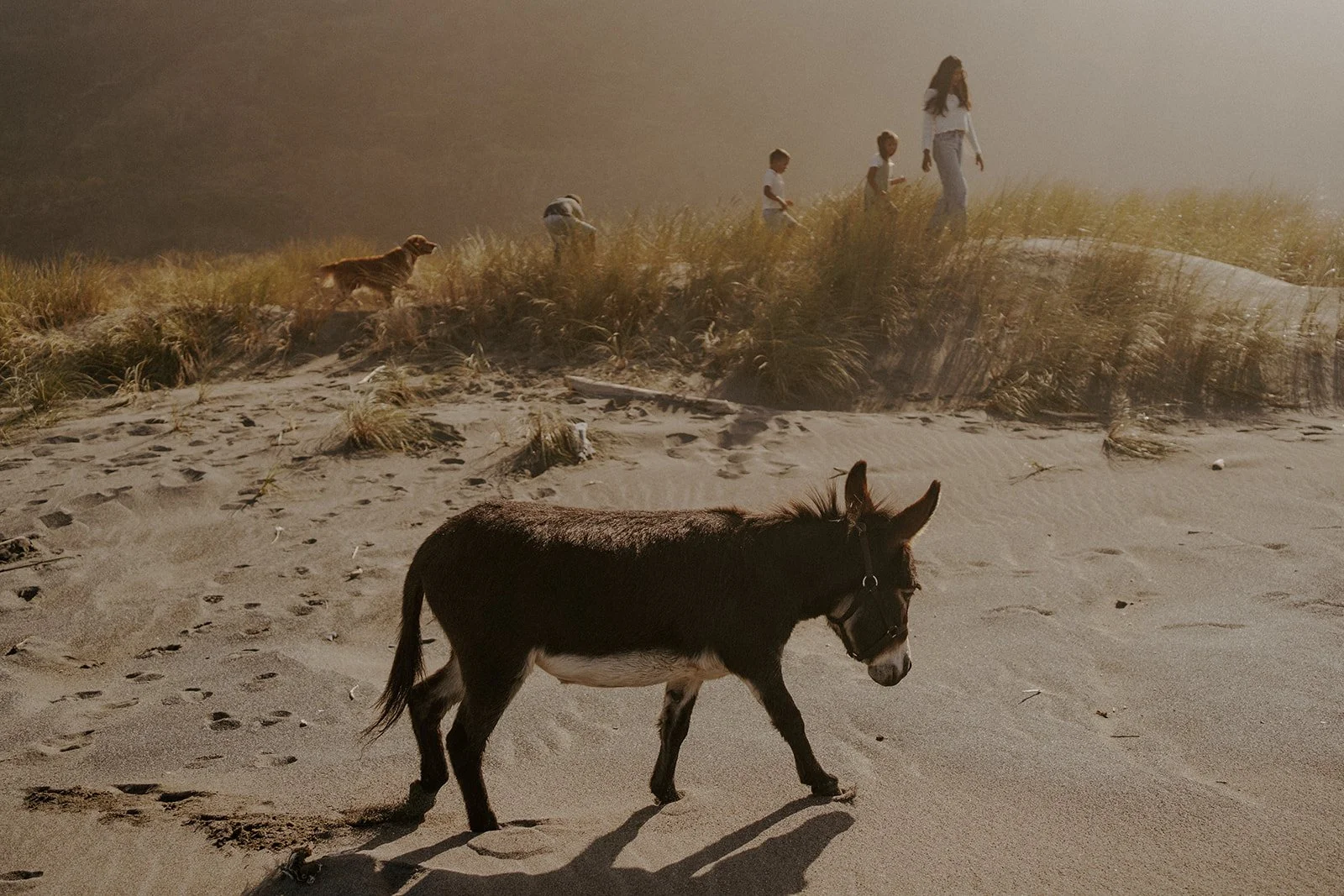 Donkey Hike_-184.jpg