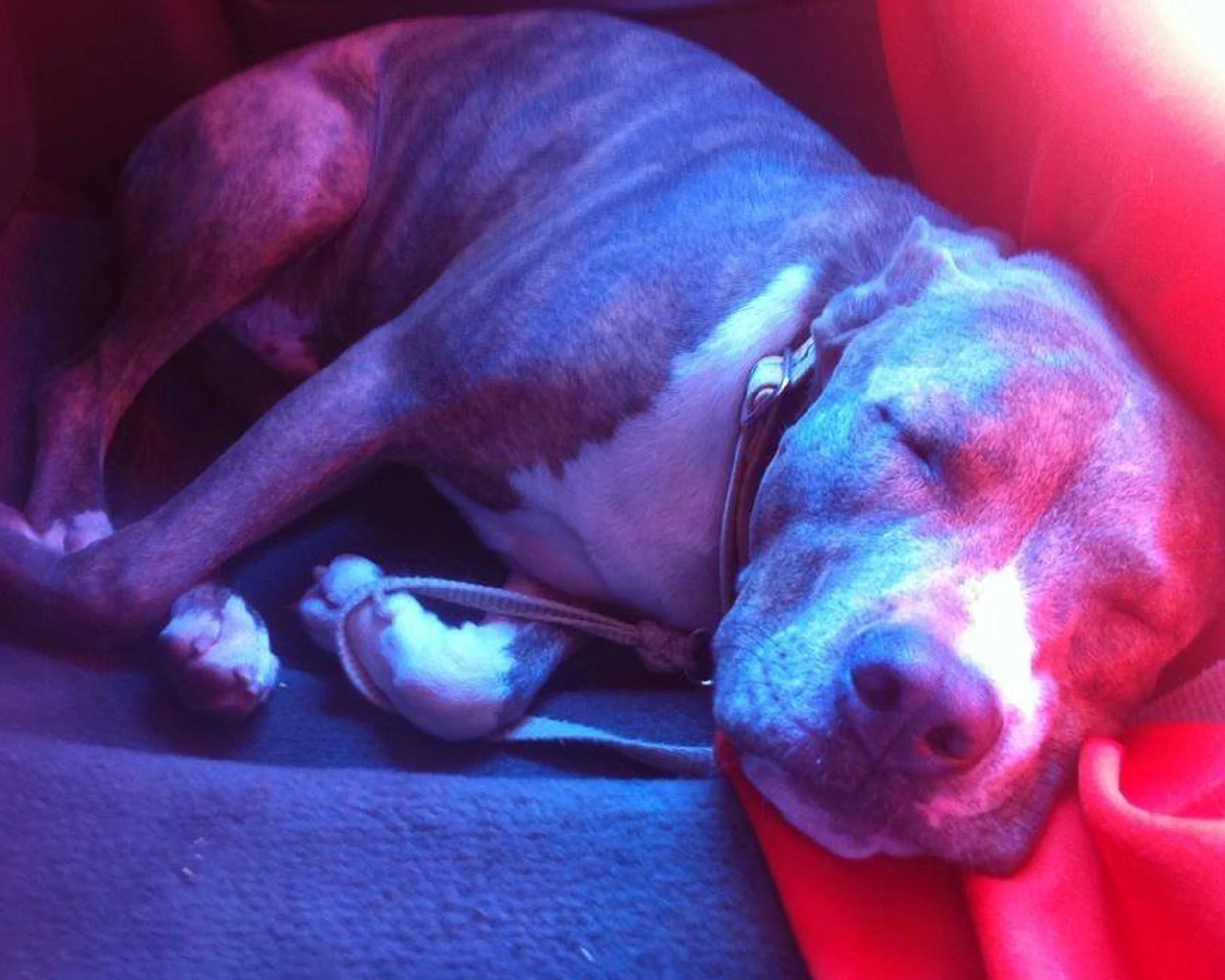 sublimation FAVmac.jpg