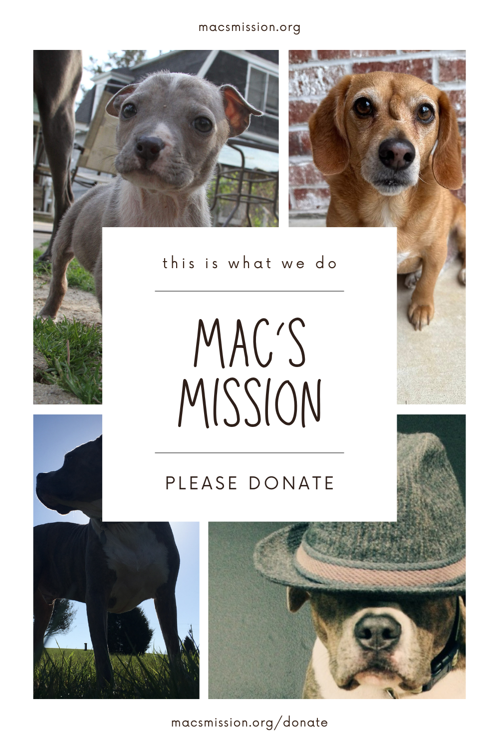 dog rescue, donate, Macs mission, help, nonprofit, rescue