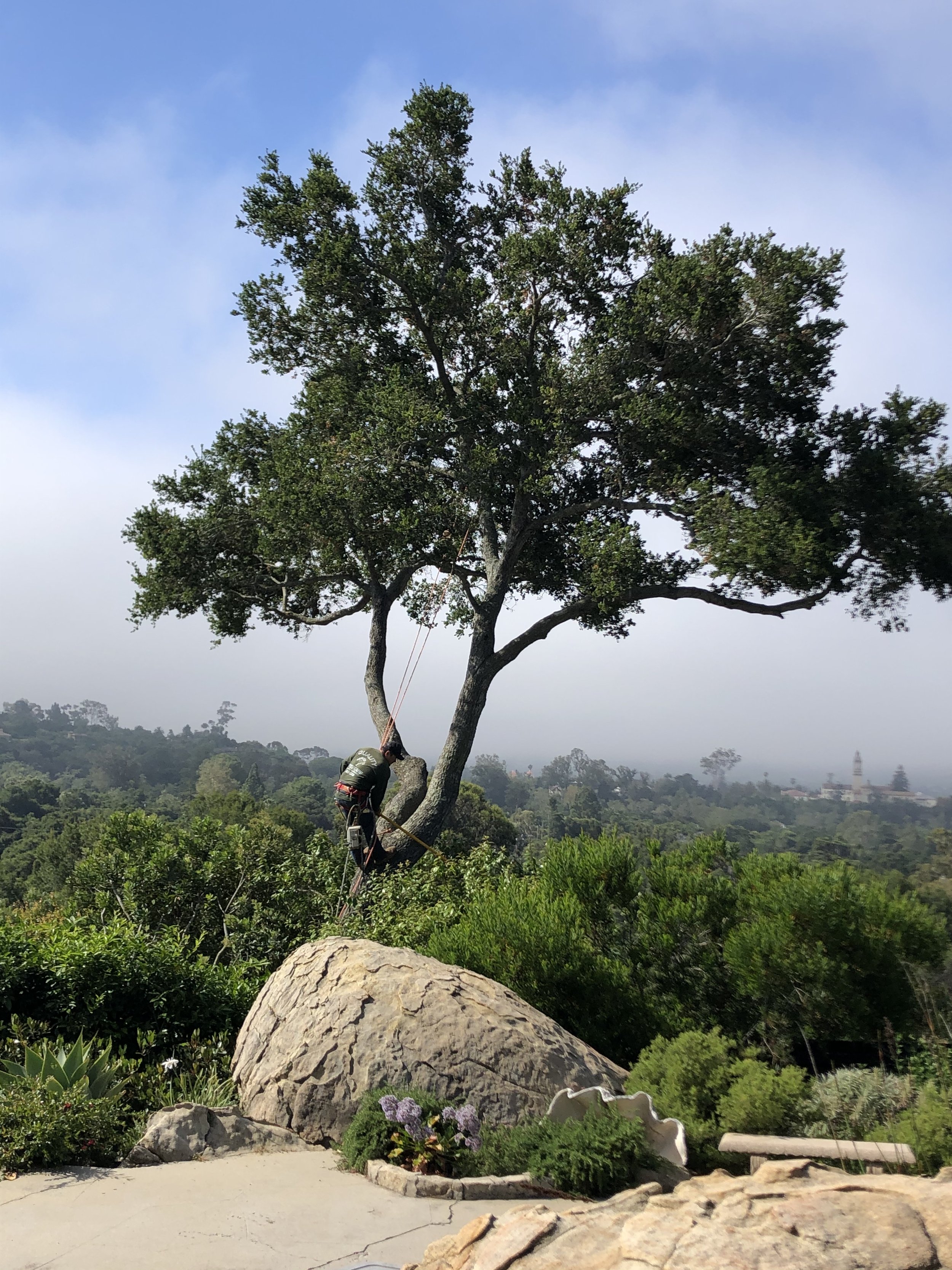 Quality Tree Care and Landscaping, Inc.