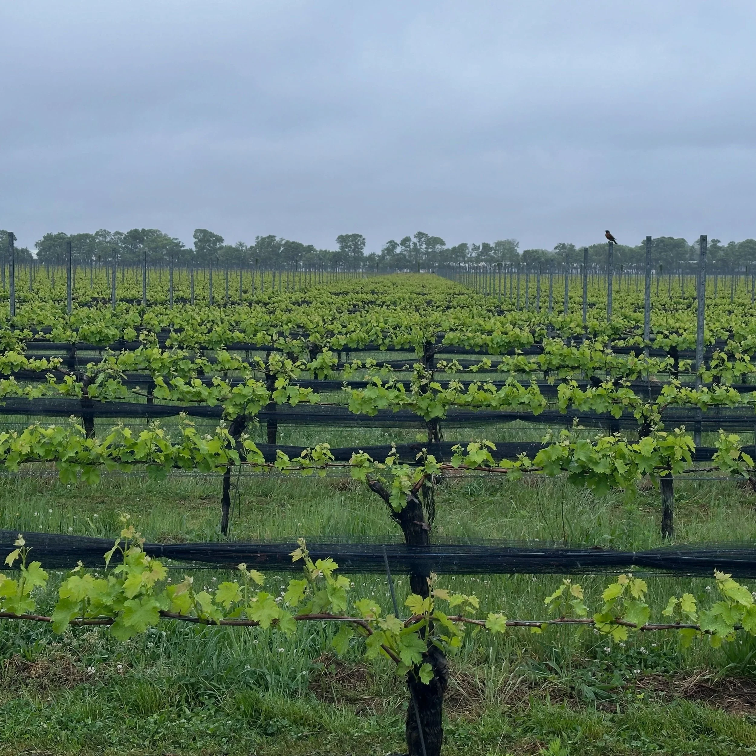 Some Memorial Day weekends call for sunshine. Others call for a second glass and a cozy seat overlooking the vines. 🍷🇺🇸 Thank you to everyone who spent the long weekend with us despite the rain. The vineyard is lush, the new releases are flowing, 