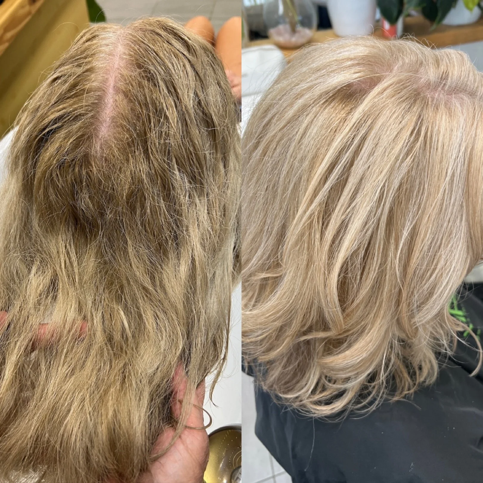 From a brassy green-gold to a clean and bright blonde ✨😍
-
@dnaorganics #dnaorganics 
-
#blossomorganichir #organichaircolour #colourcorrection #hairtransformation #sustainablesalon #organichairsalon #blondehair #hairsalonforster