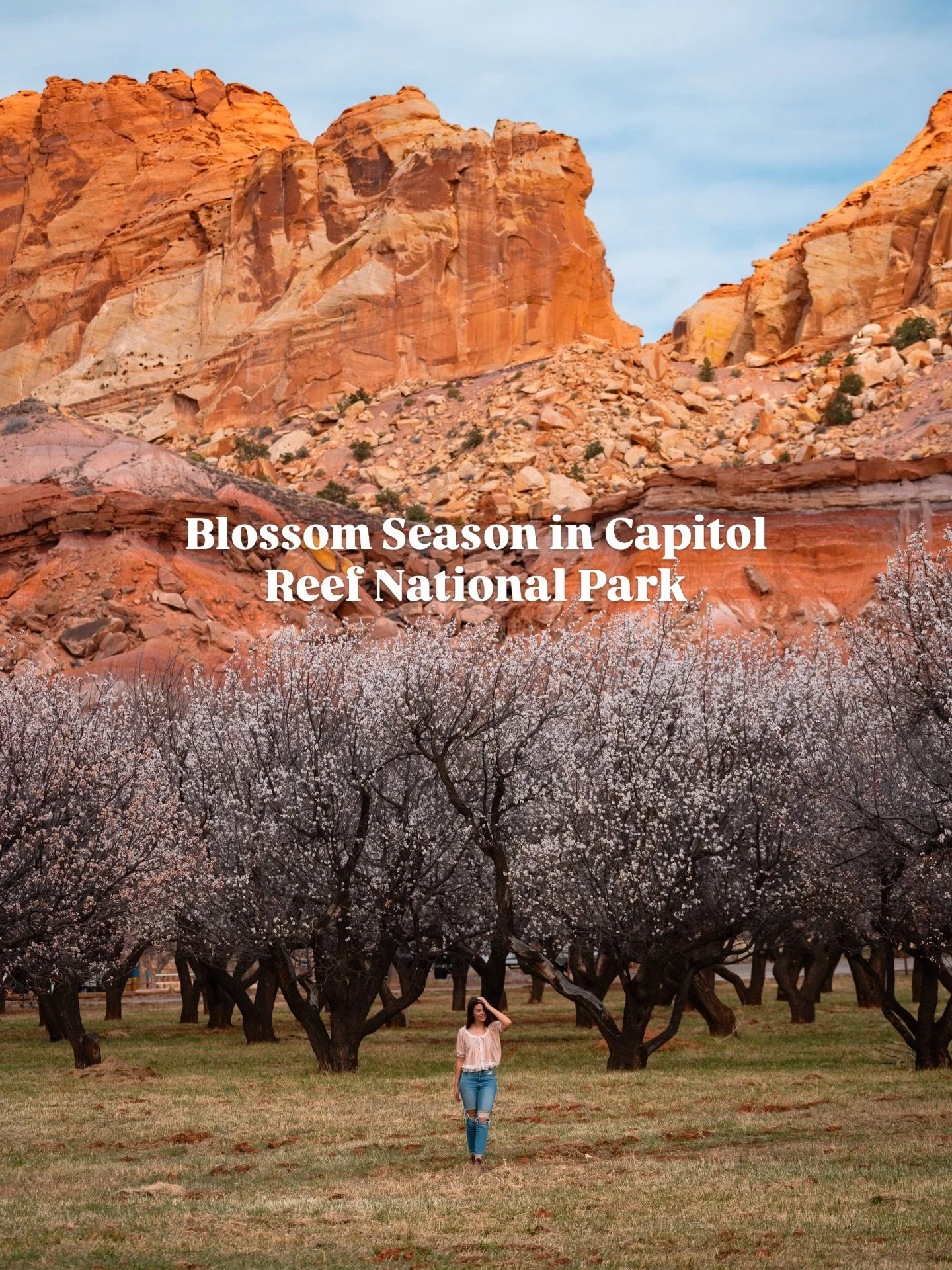 It&rsquo;s fruit tree blossom season in Capitol Reef 🌸

Here is when you can usually expect to see blooms:

Apricots: Early March to mid-April
Peaches: Late March to late April
Cherries: Late March to mid-April 
Pears: Late March to early May 
Apple