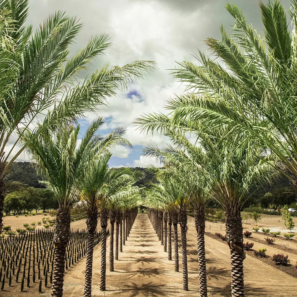 7_Caymus_Photo_Gallery_Suisun_Palm_Alley_1000x1000.jpg